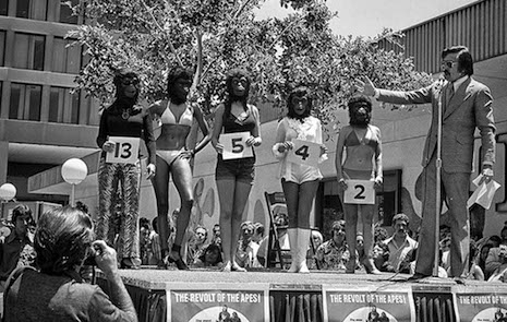 Miss Beautiful Ape contest, Century City, California - 1972