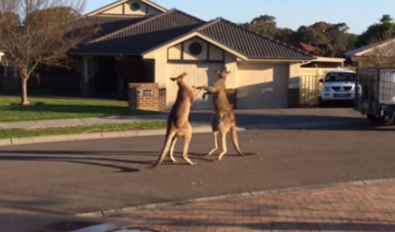 Two kangaroos kicking the shit out of each other on a residential street in Australia