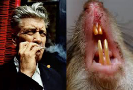 David Lynch’s scary public service announcement about NYC’s rat infestation