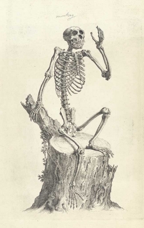 Skeletal remains: The first accurate representation of ‘The Anatomy of