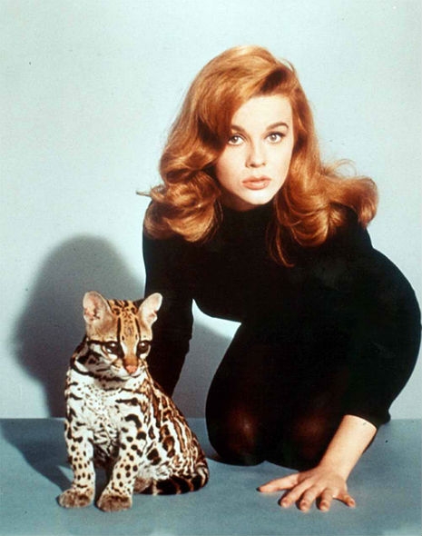 Sex kitten Ann-Margret beckons you to leave your old routine and make the scene in The Swinger Dangerous Minds photo