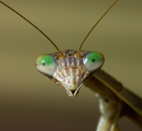 The face of a Praying Mantis