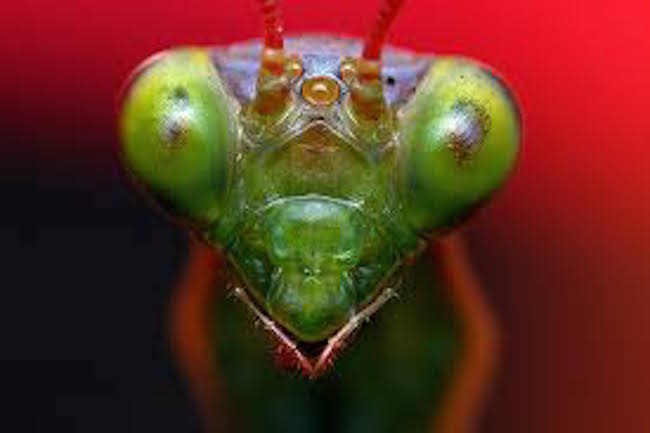 Skin-crawling close-up footage of praying mantis faces
