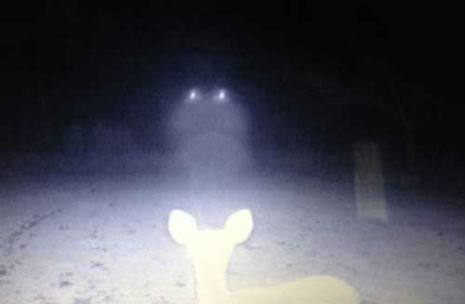 Deer have close encounter with UFO