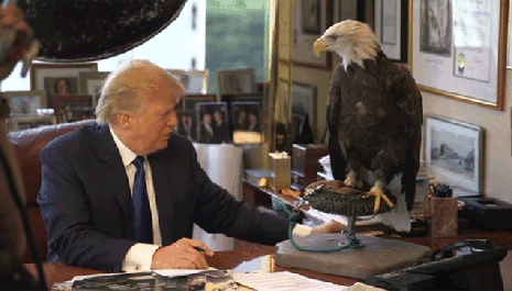 Bald Eagle attacks Donald Trump, entire world rejoices | Dangerous Minds