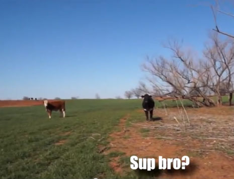 This is what happens when you call a cow ‘bro’