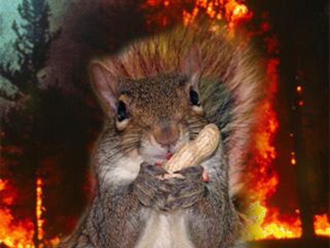 Satanic squirrel taxidermy, anyone?
