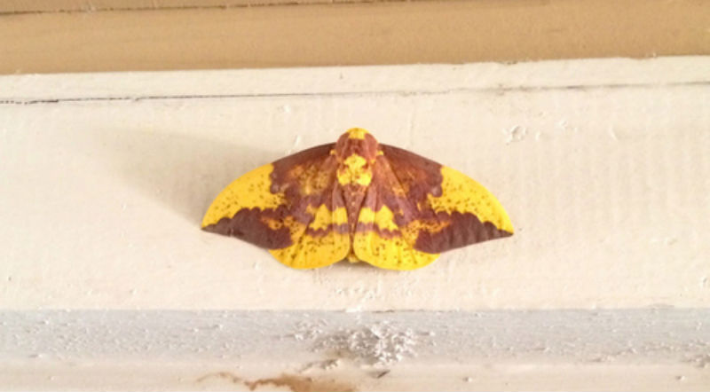 Texas woman sees Jesus on moth’s wings; others see THE DEVIL