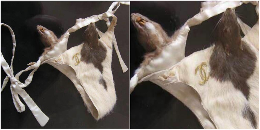 ‘Sexy’ taxidermied rat underwear