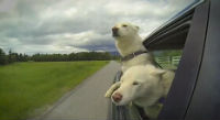 This will make you smile: Happy Dogs traveling in cars