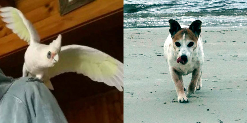 Foul-mouthed bird spits on family dog and tells it off