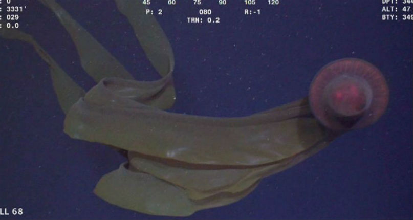 Big Dick: Glorious footage of a VERY rarely seen deep-sea jellyfish that looks like a you-know-what