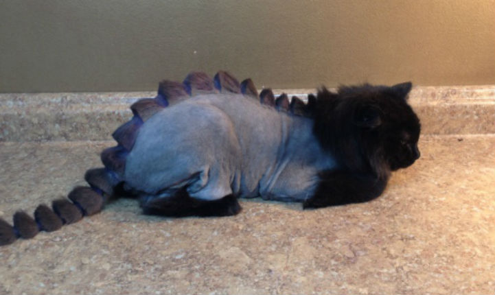 Humiliated cat looks humiliated with ‘The Dragon Cut’