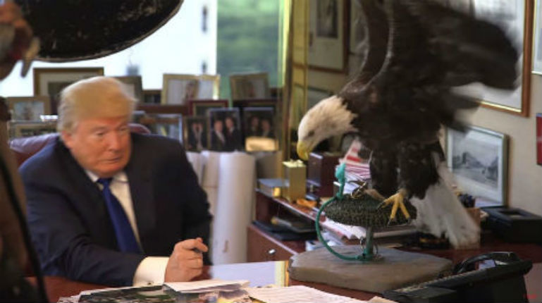 Bald Eagle attacks Donald Trump, entire world rejoices