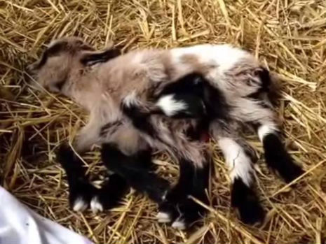 Poor kid: Eight-legged hermaphrodite goat born in Croatia