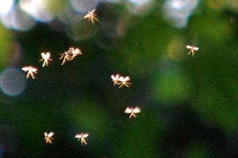 British professor claims to have photographed fairies!