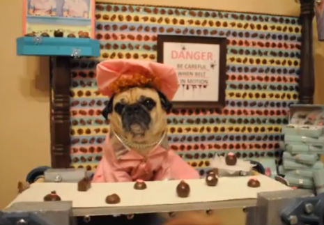 Little dog totally HATES recreating the famous chocolate scene from ‘I Love Lucy’