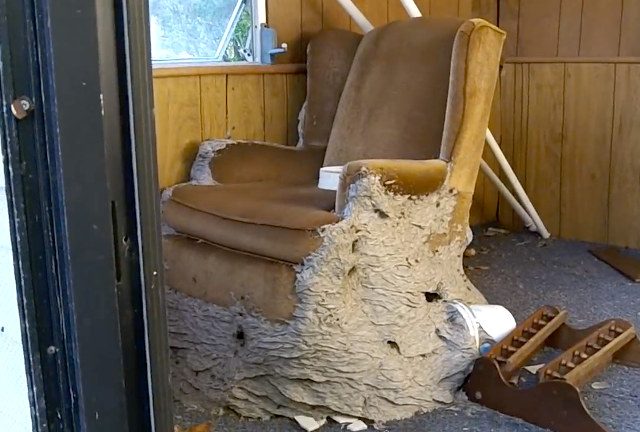 Massive wasp nest fused to a La-Z-Boy recliner looks like an art installation